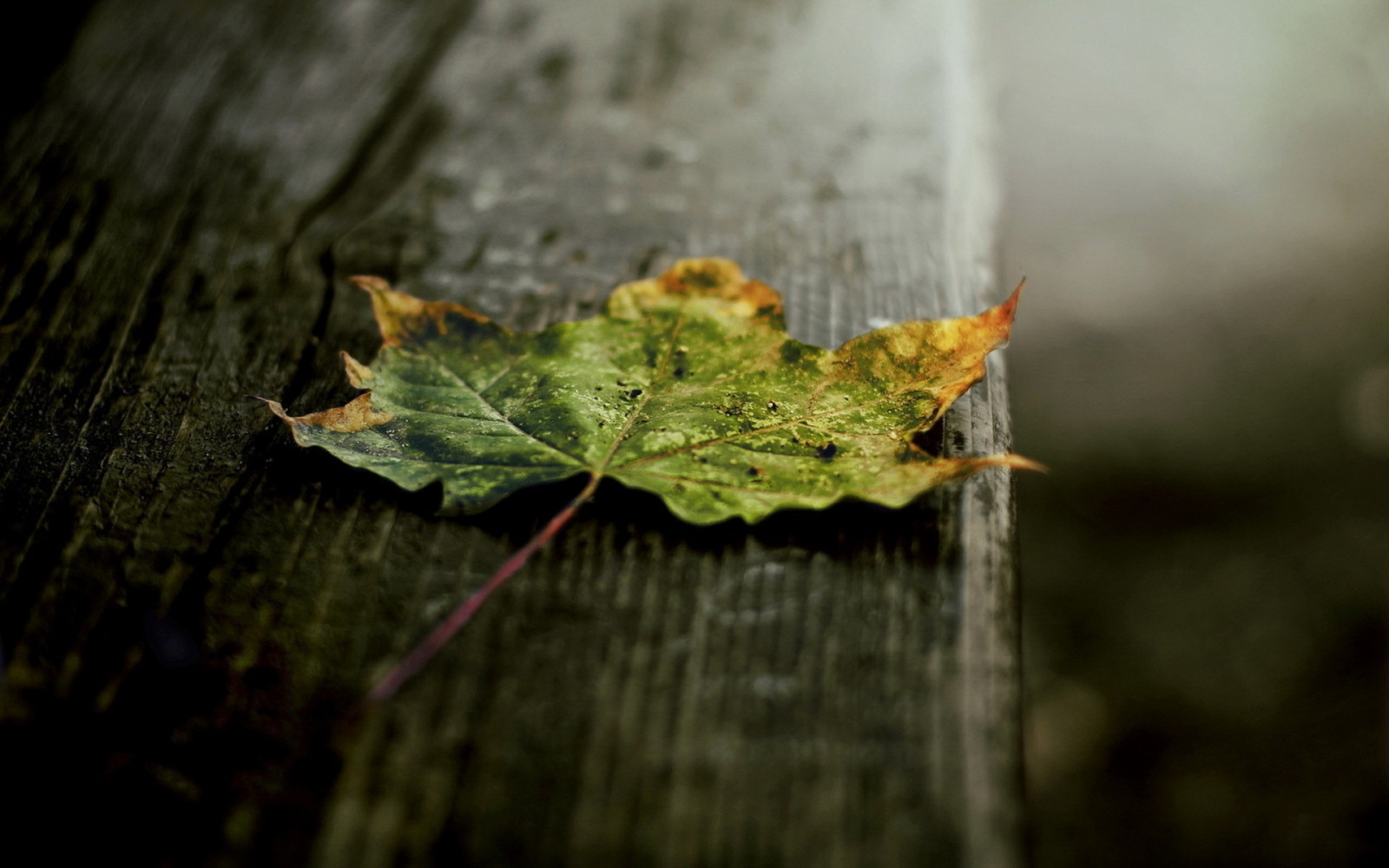 luce del sole, foresta, le foglie, natura, fotografia, legna, macro, ramo, verde, brina, albero, autunno, foglia, fiore, pianta, stagione, flora, fauna, suolo, avvicinamento, fotografia macro, foglia di acero