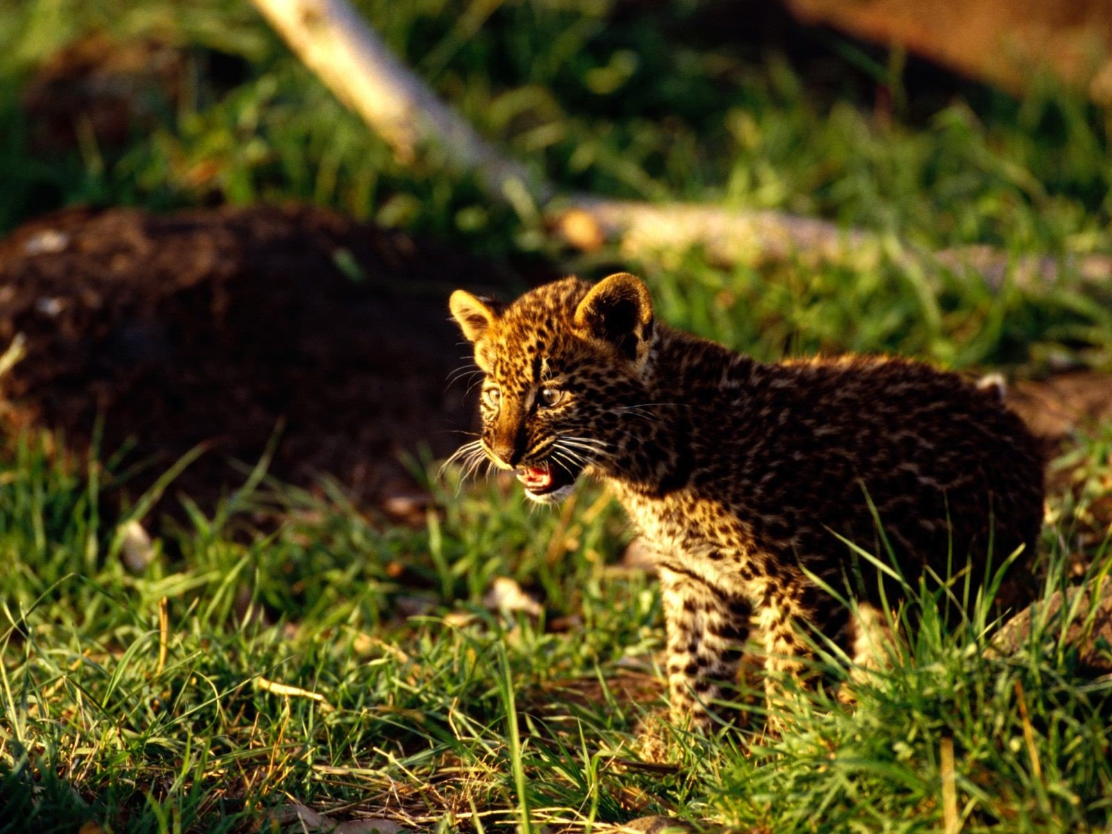 1600x1200 px, 動物, ヒョウ