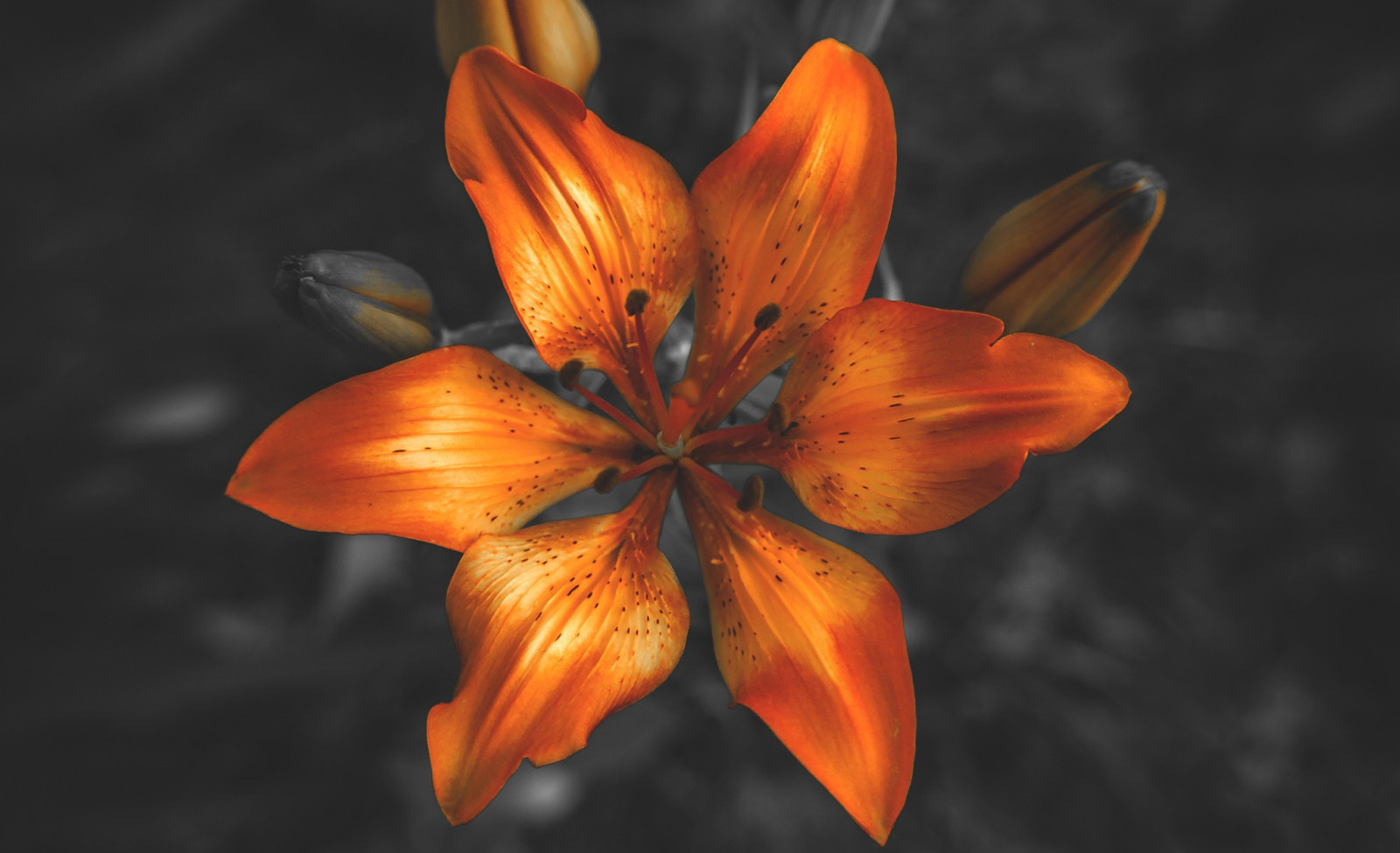 flowers, nature, red, plants, photography, yellow, orange, autumn, leaf, flower, plant, lily, flora, petal, botany, land plant, flowering plant, close up, macro photography, plant stem, orange lily