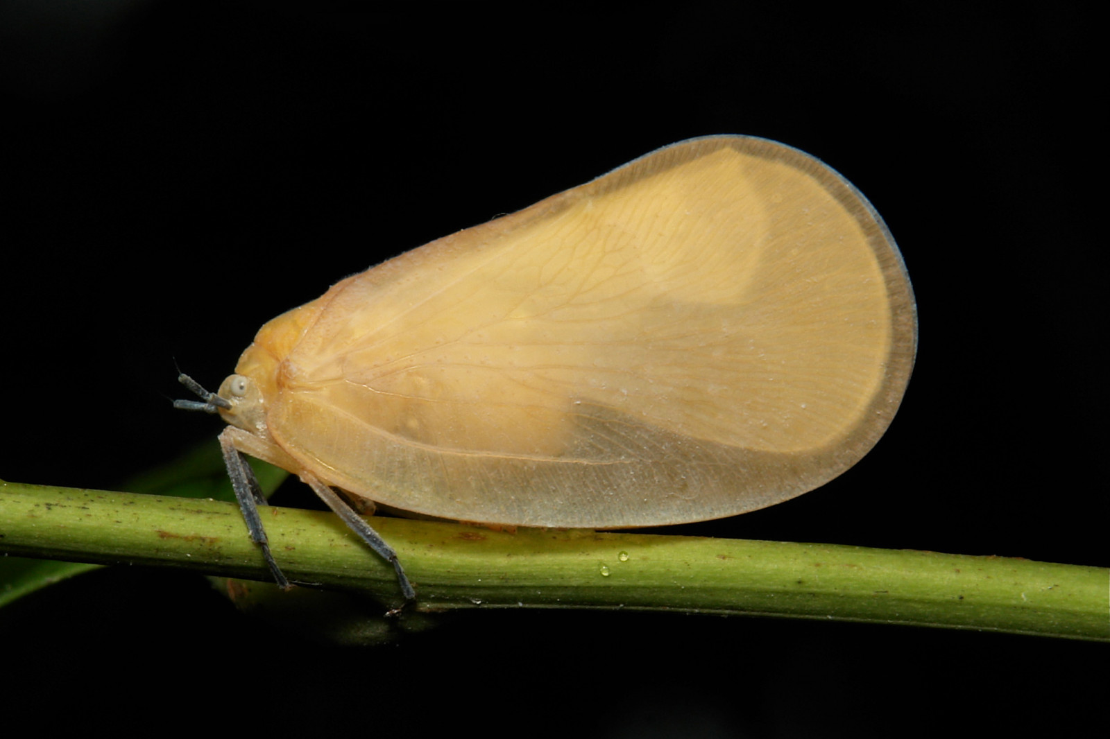 hmyz, makro, Čína, Yunnan, itchydogimages, sinobug, štěnice, násypka, Planthopper, Flatidae, hemiptera, prozkoumat, tumblr, 500px, Černá, oranžový, PEF, horní, entomologie
