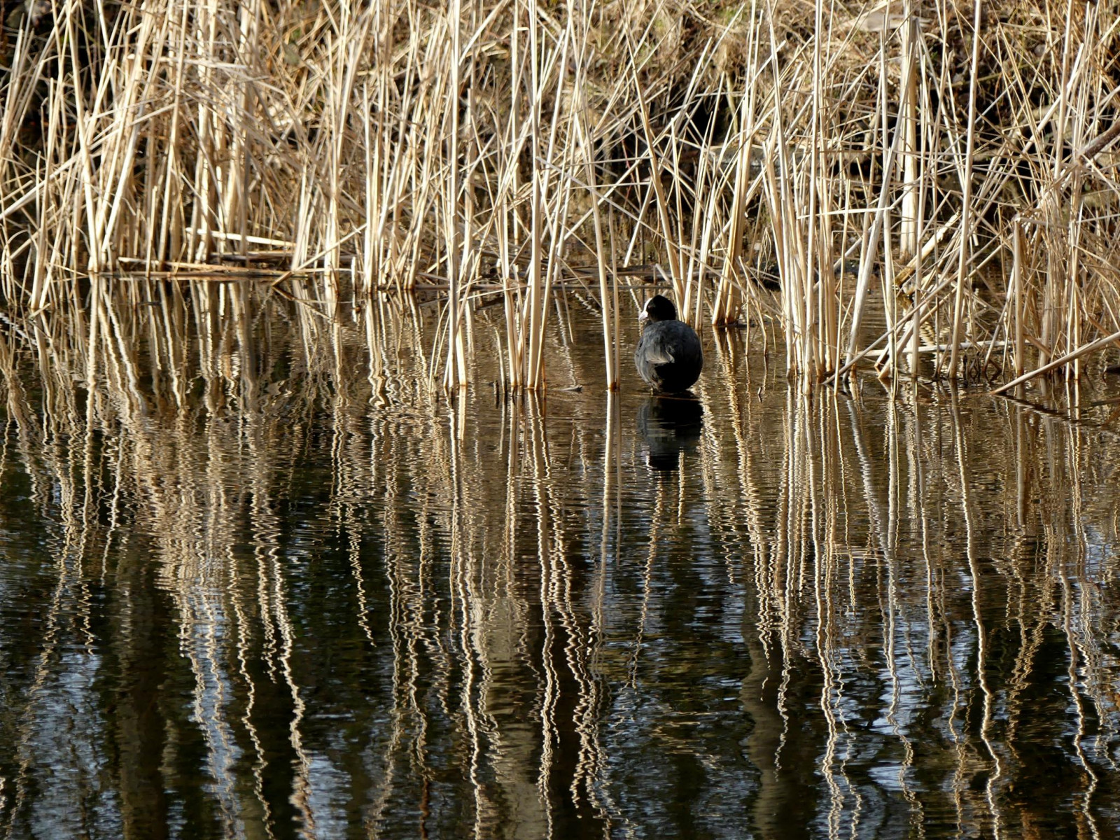 odraz, pták, voda, Klid, večer, Krásná, pobřeží, jezero, odrazy, Blackcoot, Bl sshuhn, Ralle, zrcadlení, vidět, Ufer, wasser