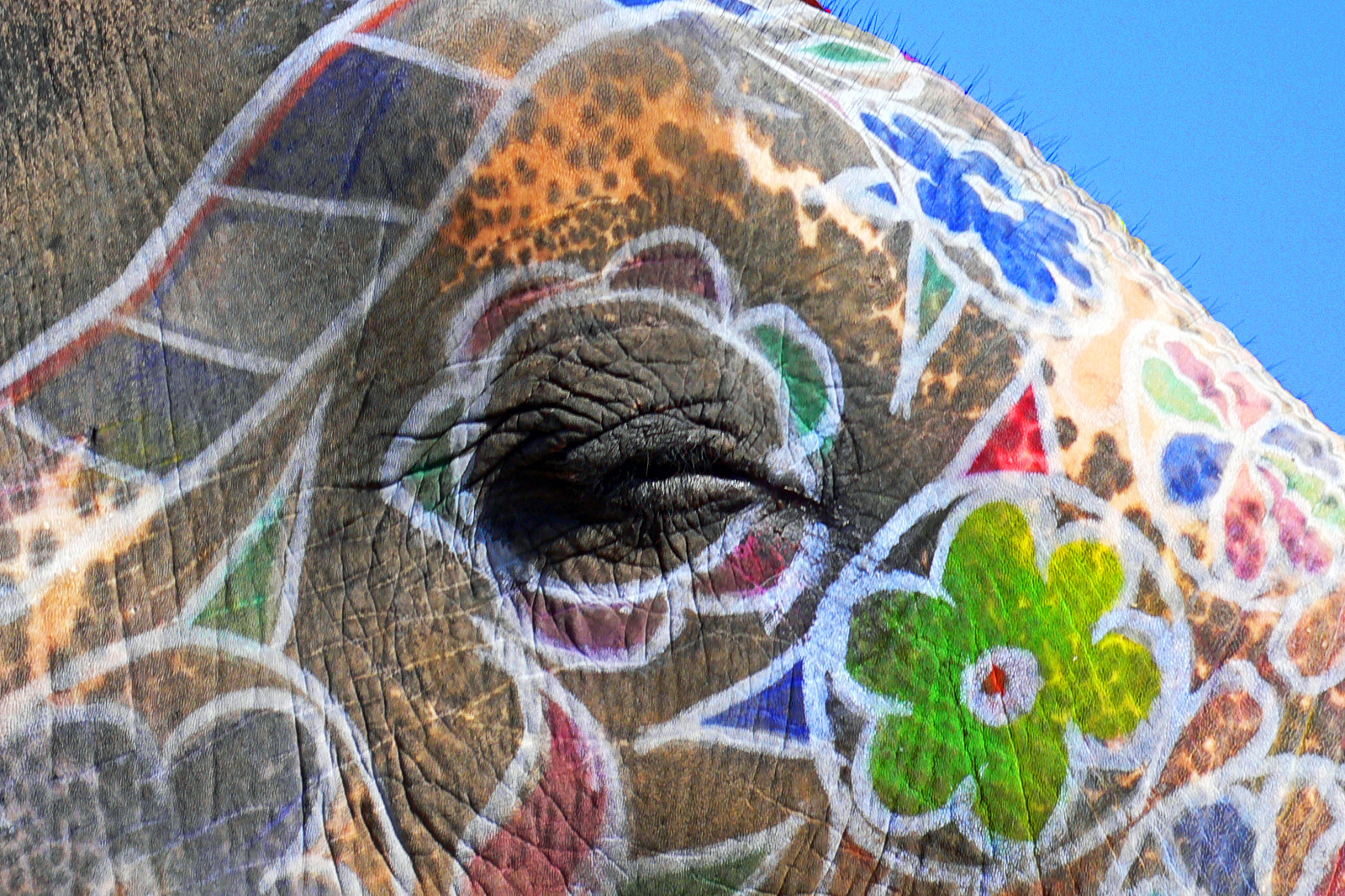 Leica, květiny, Indie, slon, muž, oko, zvíře, malování, jantar, Asie, Asien, pevnost, blumen, palác, sloní, auge, indien, Jaipur, Raja, rajasthan, řada, městský okres, dlux, Amer, Singh, já, Indien2006