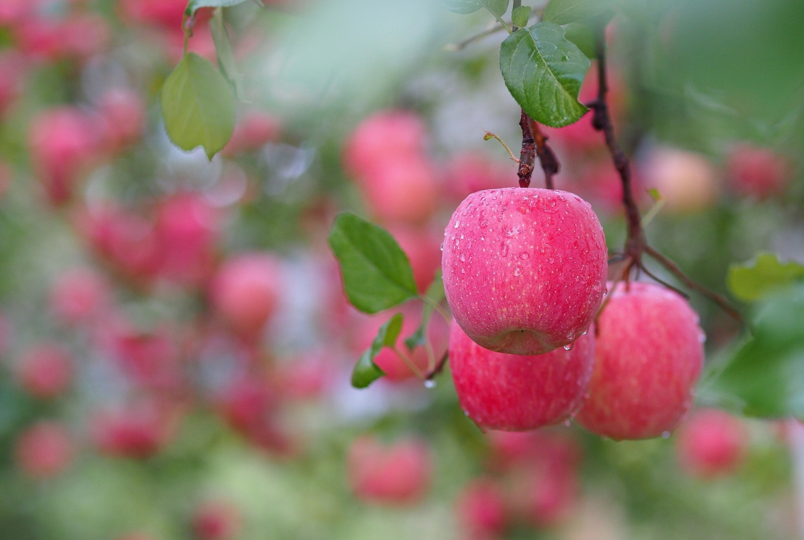 cibo, natura, ramo, frutta, fiorire, fiore, pianta, bacca, flora, petalo, produrre, impianto di terra, pianta fiorita, arbusto, fotografia macro, rosa canina, famiglia di rosa