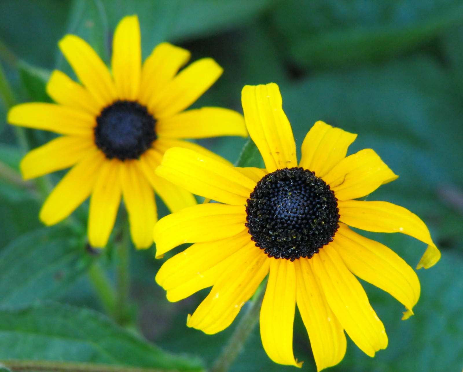 květiny, Příroda, žluté květy, zelená, žlutý, květ, rostlina, slunečnice, flóra, okvětní lístek, divoká rostlina, botanika, suchozemská rostlina, kvetoucí rostlina, zblízka, jednoletá rostlina, makro fotografie, závod stonek, daisy rodina, nektar