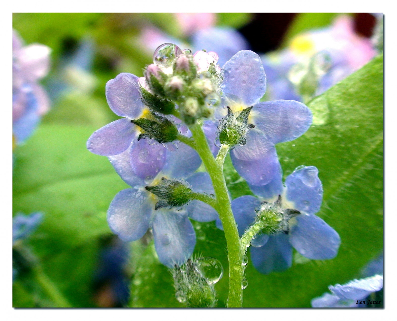 modrý, zima, světlo, Červené, oranžový, bílý, orchidej, květ, barva, barva, makro, zelená, podzim, voda, tráva, listy, žlutý, detailní, zahrada, myš, list, zajímavost, zajímavý, micky, zavřít, nachový, bokeh, posedlost, H2O, gotas, čísla, čich, tulipán, Lom světla, větvička, přistát, zeleň, dostal, zájem, magicdonkey, nezapomeň na mě, Wateranelementoflife