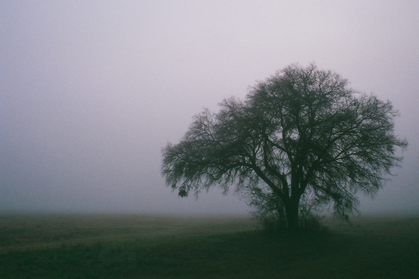 film, Příroda, mlha, analogový, 35MM, Kánon, krajina, mlhavý, scénický, Canoneosrebelti, fujicolorc200