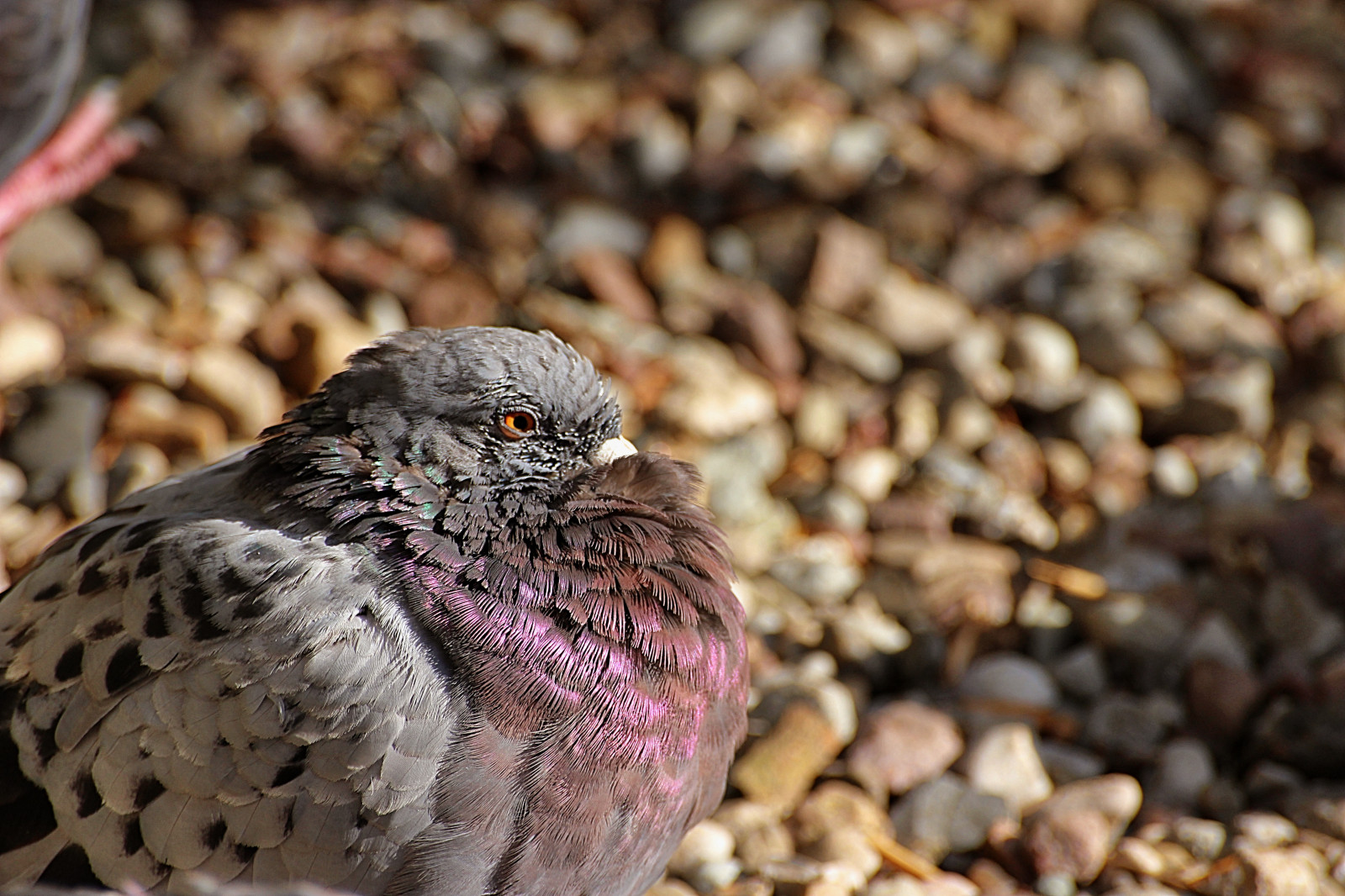 Příroda, Volně žijících živočichů, Šedá, Kánon, holubice, zobák, Vrabec, pták, Duva, fauna, prohlížení pták, obratlovců, zblízka, makro fotografie