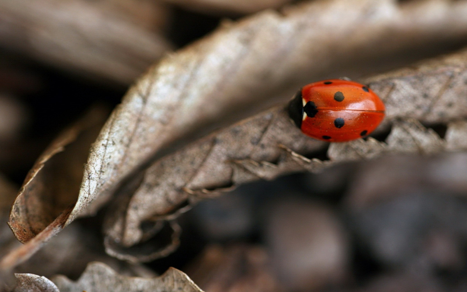 Autom Insect Wallpaper : red, insect, dry, Beetle, autumn, leaf, flower, ladybug ...
