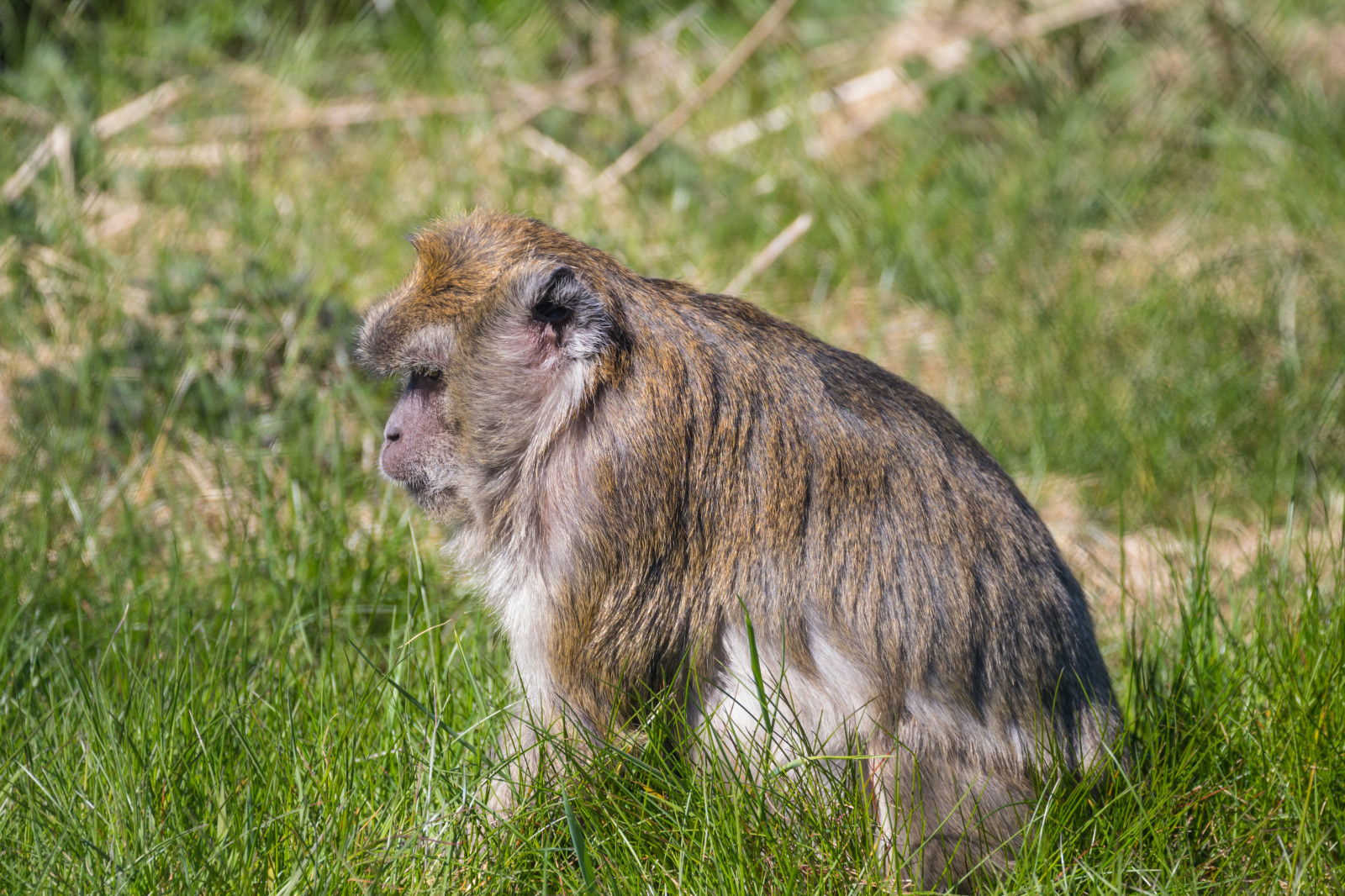 græs, løve, dyreliv, Zoo, dyr, djur, Djurpark, sk RBY, ystaddjurpark, longtailedmacaque, crabeatingmacaque, macacafascicularis, krabbmakak, Safari, eng, fauna, pattedyr, hvirveldyr, murmeldyr