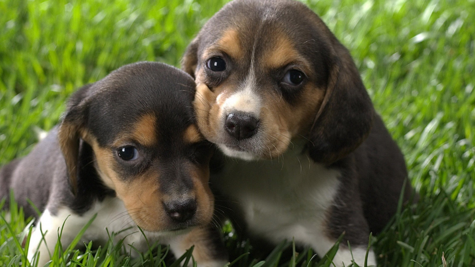 Fondos de pantalla Cachorros, Beagles, Aguilucho,