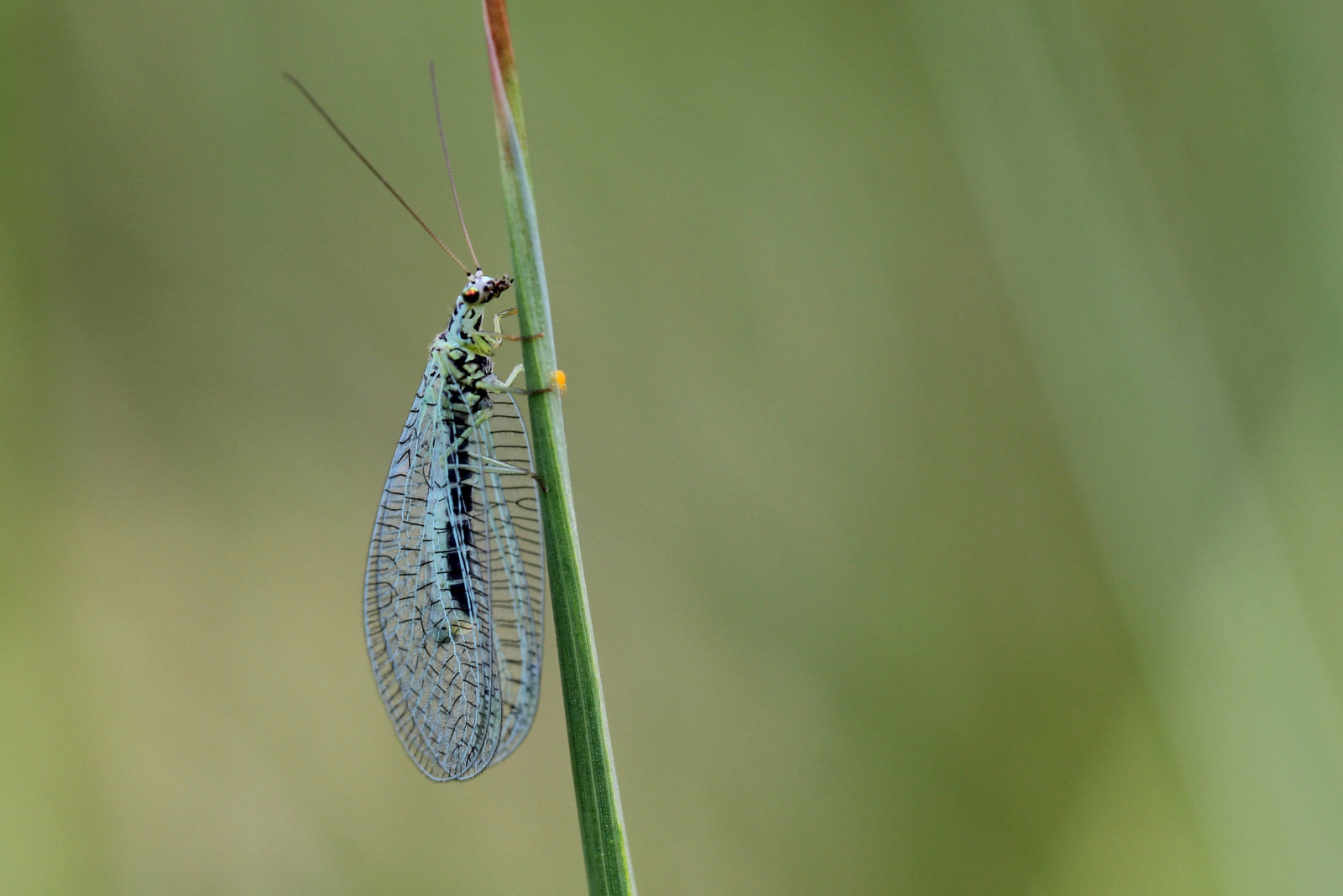 Wallpaper : insect, wildlife, lace, wing, damselfly, macro photography ...