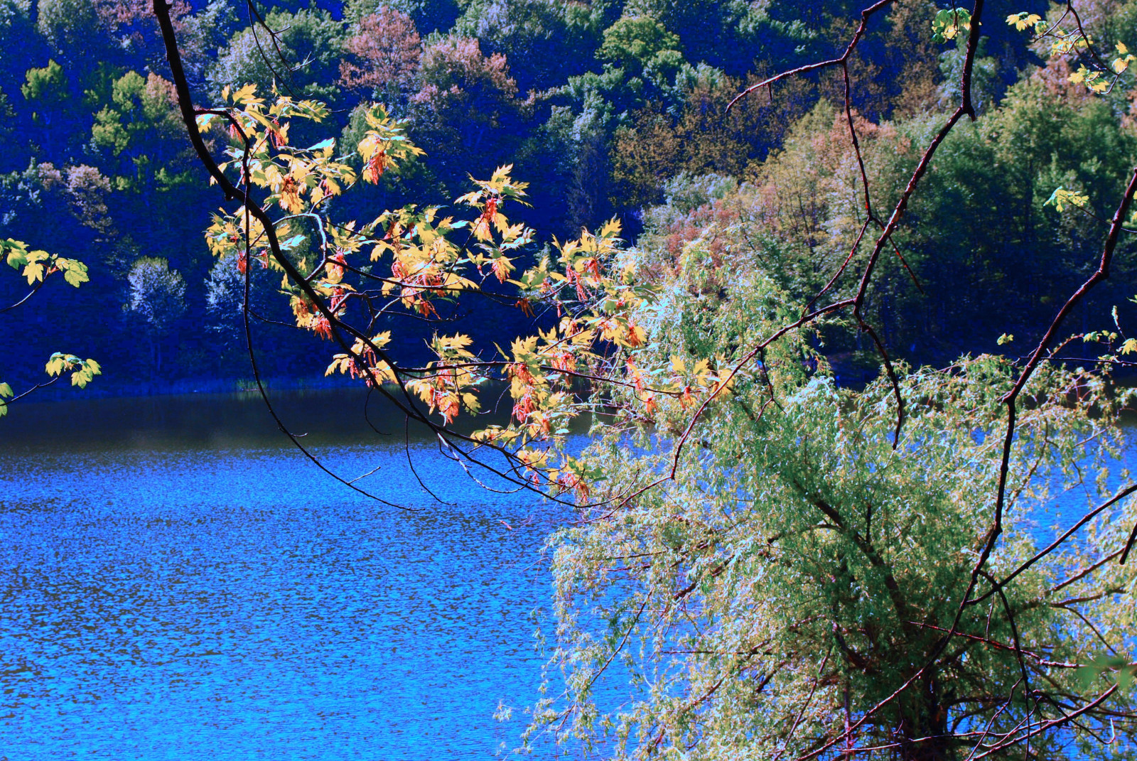 Wallpaper : sungai, pohon, ranting, alam 3872x2592 - CoolWallpapers ...
