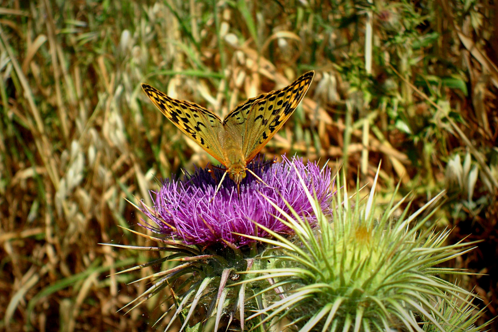 Příroda, nachový, motýl, hmyz, hnědý, Volně žijících živočichů, Řecko, jaro, trní, mol, květ, rostlina, flóra, Mariposa, bodlák, fauna, ekosystém, bezobratlý, organismus, nektar, opylovači, můry a motýli, lycaenid, motýl monarcha, Pieridae, štětec footed motýl, plant community