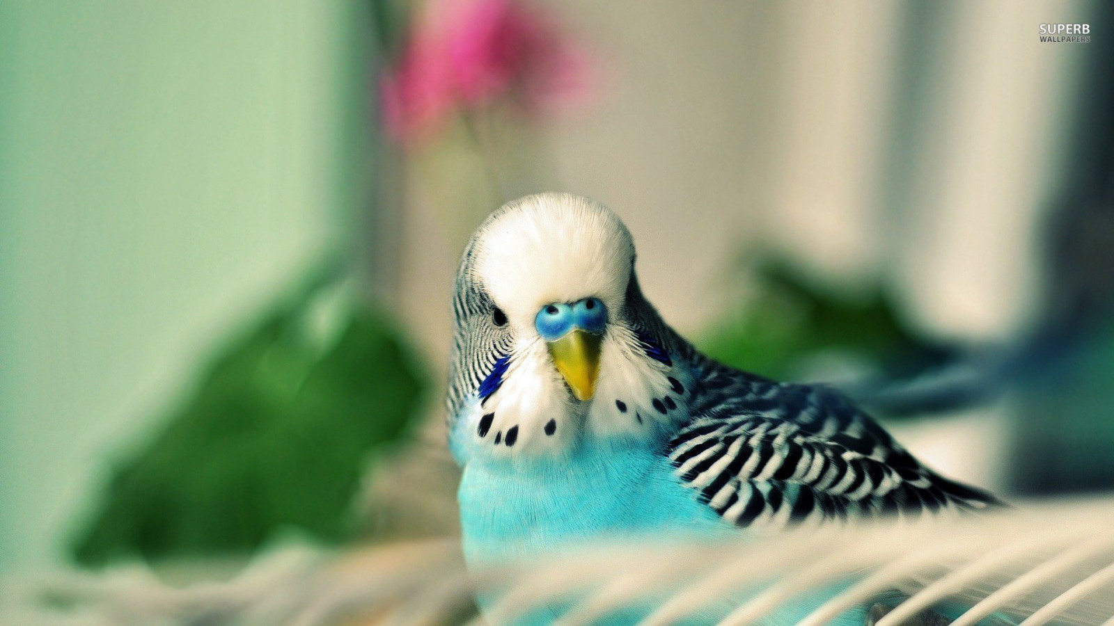 デスクトップ壁紙 19x1080 Px 54 鳥 バージー インコ オウム トロピカル 19x1080 Coolwallpapers デスクトップ壁紙 Wallhere