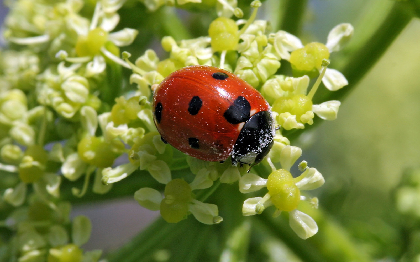 slunéčko sedmitečné, tráva, květiny, hmyz