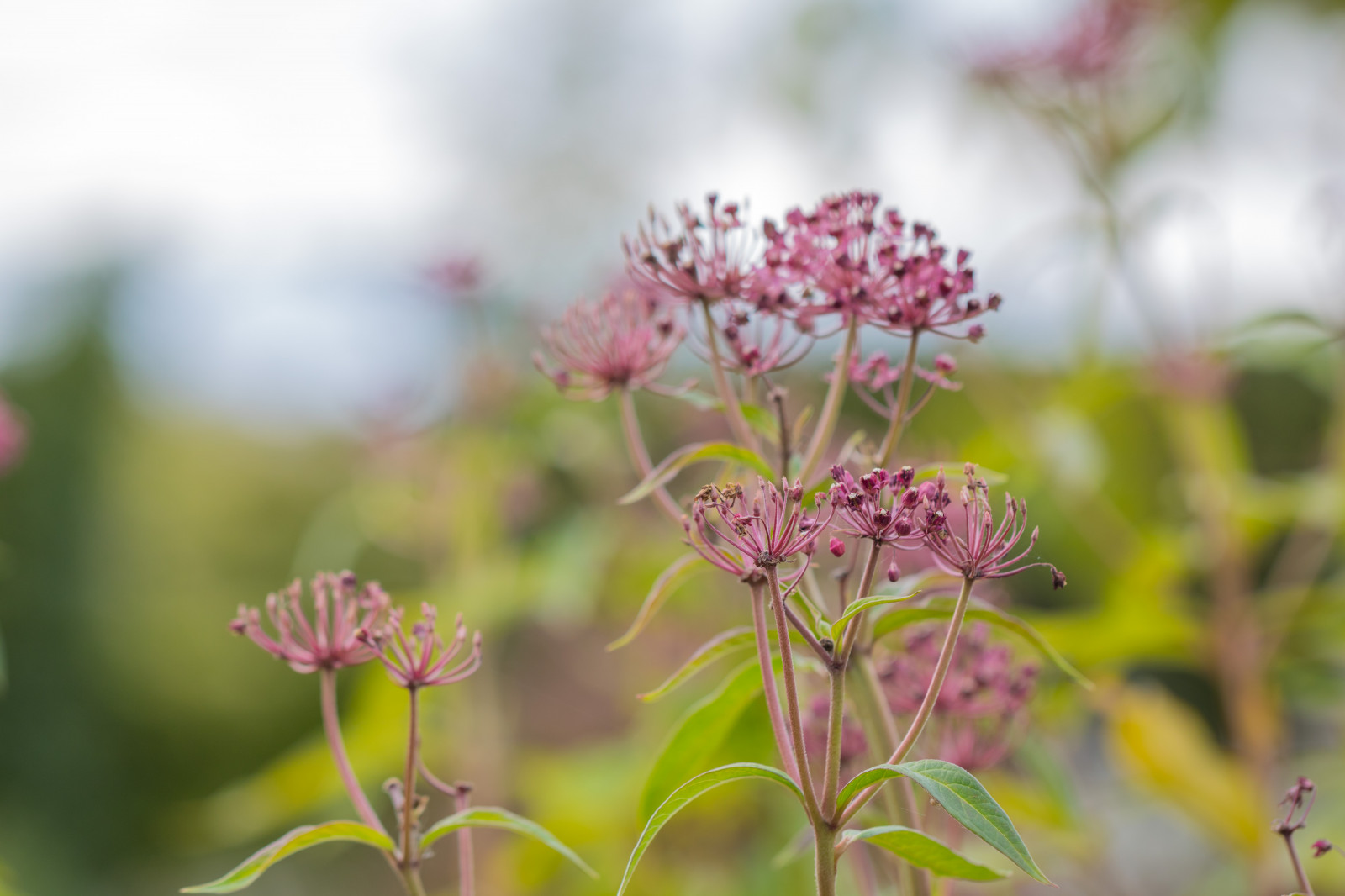 สวน, ธรรมชาติ, จอด, สาขา, เบ่งบาน, สมุนไพร, ฤดูใบไม้ร่วง, ดอกไม้, ปลูก, พืช, h st, exif model canoneos760d, ประเทศธรณีวิทยา, กล้องทำให้ Canon, geocity, กล้องรุ่น canoneos760d, geostate, ตำแหน่งทางภูมิศาสตร์, exif ทำให้ canon, exif isospeed 100, ความยาวโฟกัส Exif 100mm, เลนส์ exif100mmf28lmacroisusm, Alnarp, รูรับแสง exif 35, กลีบดอก, ทุ่งหญ้า, ดอกไม้ป่า, ผลิต, พฤกษศาสตร์, โรงงานที่ดิน, พืชดอก, ไม้พุ่ม, การถ่ายภาพมาโคร