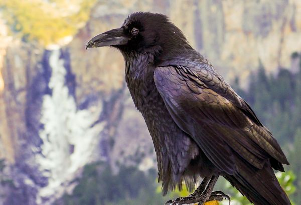 bird,sitting,raven,crow