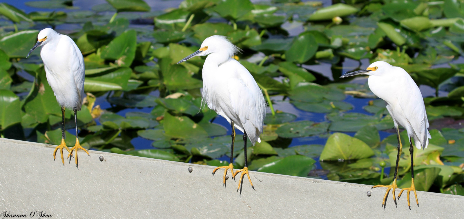 Weiß, Vogel, Natur, Gelb, Florida, Tierwelt, Feier, Wasservögel, Schneemann, Yellowfeet, Birdyfeet, Canoneos7d, Lakerianhard, Shannonroseoshea