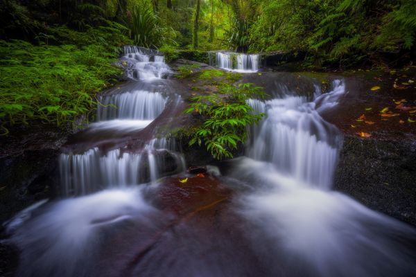 forest,waterfall