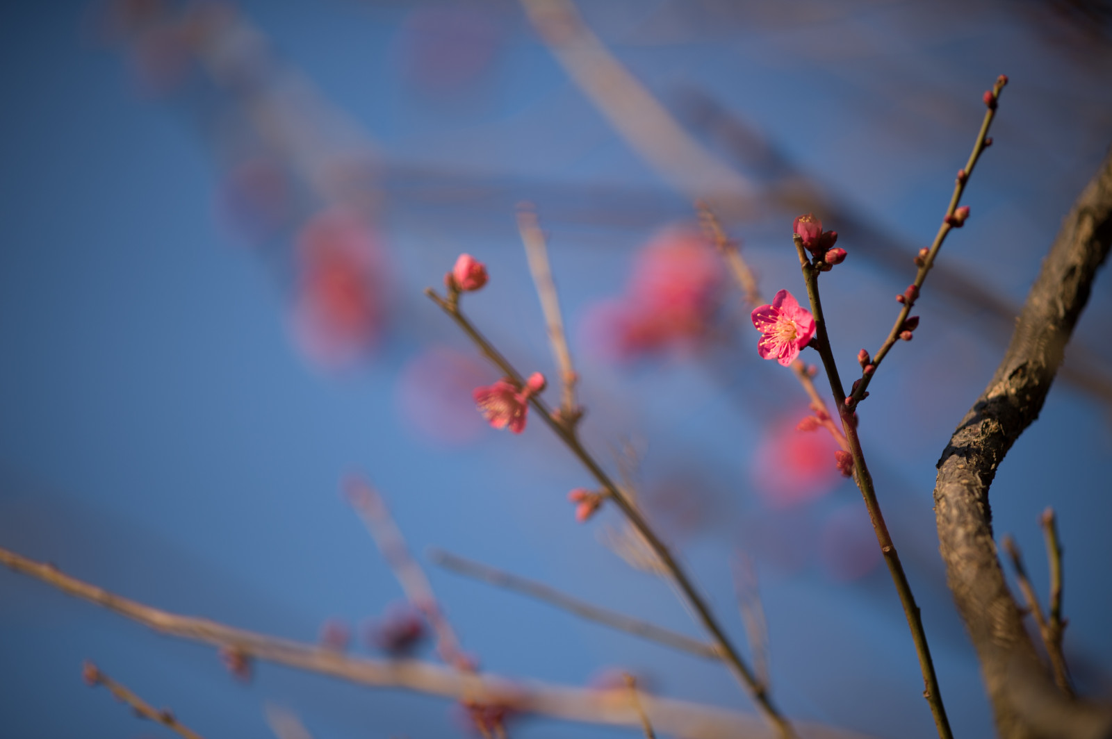 Japonsko, slunečnímu záření, Příroda, Červené, odraz, nebe, fotografování, větev, ráno, Nikon, květ, jaro, Tokio, jp, barva, strom, NIKKOR, podzim, list, květ, rostlina, sezóna, švestka, UME, flóra, afs105mmf14eed, afsnikkor105mmf14eed, df, Ikegami, japaneseapricot, ikegamiplumpark, větvička, Atmosféra Země, zblízka, makro fotografie, závod stonek