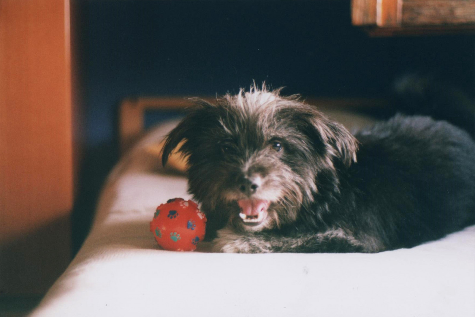 život, Fotoaparát, světlo, Červené, letní, Itálie, chlupatý, Pes, chien, hnědý, slunce, slunečnímu záření, Černá, roztomilý, UMĚNÍ, milovat, mě, zvíře, zvěř, třtina, analogový, 35MM, míč, štěně, Hračka, šťastný, fotografování, 50mm, fotografie, oči, béžový, Italia, málo, Asahi, pentax, sladký, bokeh, štěstí, 200iso, iso, Průhledná, dolce, 200, Válec, rohlíky, MM, fotografia, 50, 35, sladkost, felice, nero, amore, štika, dolcezza, vita, analogica, marrone, piccola, gioco, Palla, luminoso, analogový, FUJICOLOR, pentaxme, pallina, carino, lungo, chiaro, peloso