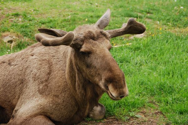 grass,wildlife,face,elk,pasture,fauna