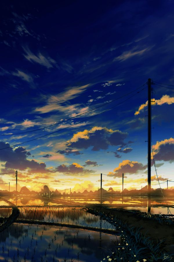 evening,rice fields,water,power lines,utility pole,reflection