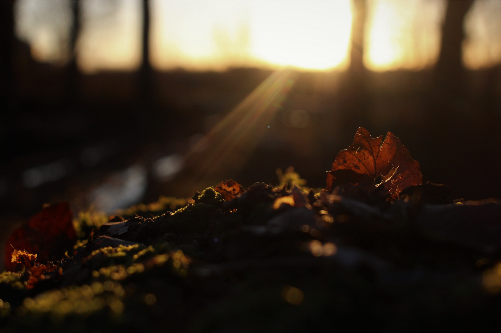 sollys, blader, solnedgang, natt, trestubbe, natur, speilbilde, fotografering, morgen, lett, farge, høst, blad, flamme, mørke, nærbilde, makrofotografering