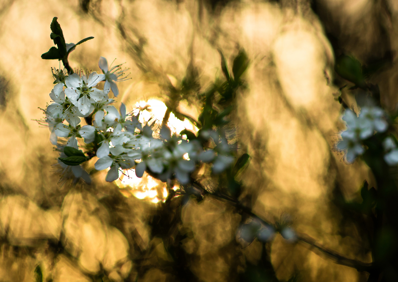 lumina soarelui, natură, reflecţie, ramură, verde, Soare, Sony, inflori, bokeh, Cremă, arc, renaştere, ușoară, copac, toamnă, frunze, floare, plantă, sezon, floră, zeiss, Soleil, fleur, alfa, Printemps, botanică, plante lemnoase, macro fotografie, carlzeiss1485