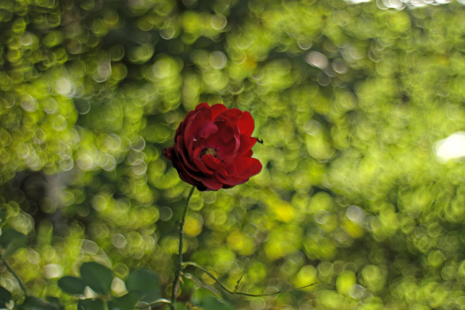 fiori, rosso, Rose, 35MM, bokeh, m42, Belgrado, Kalemegdan, revuenon, mirrorless, samsungnx1000
