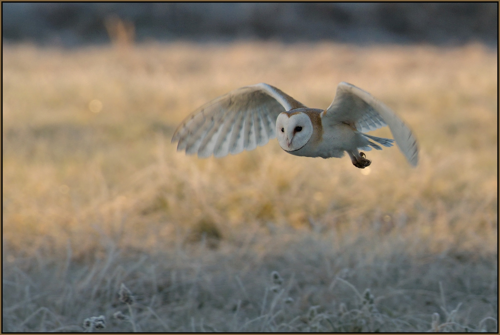 Příroda, nebe, letící, Volně žijících živočichů, dravý pták, stodola, sova, zobák, Kořist, Let, pták, birdofprey, křídlo, fauna, jezírka, rezervovat, ekosystém, ekoregion, RSPB, bažina, Cambridgeshire, Drayton, Middlefen