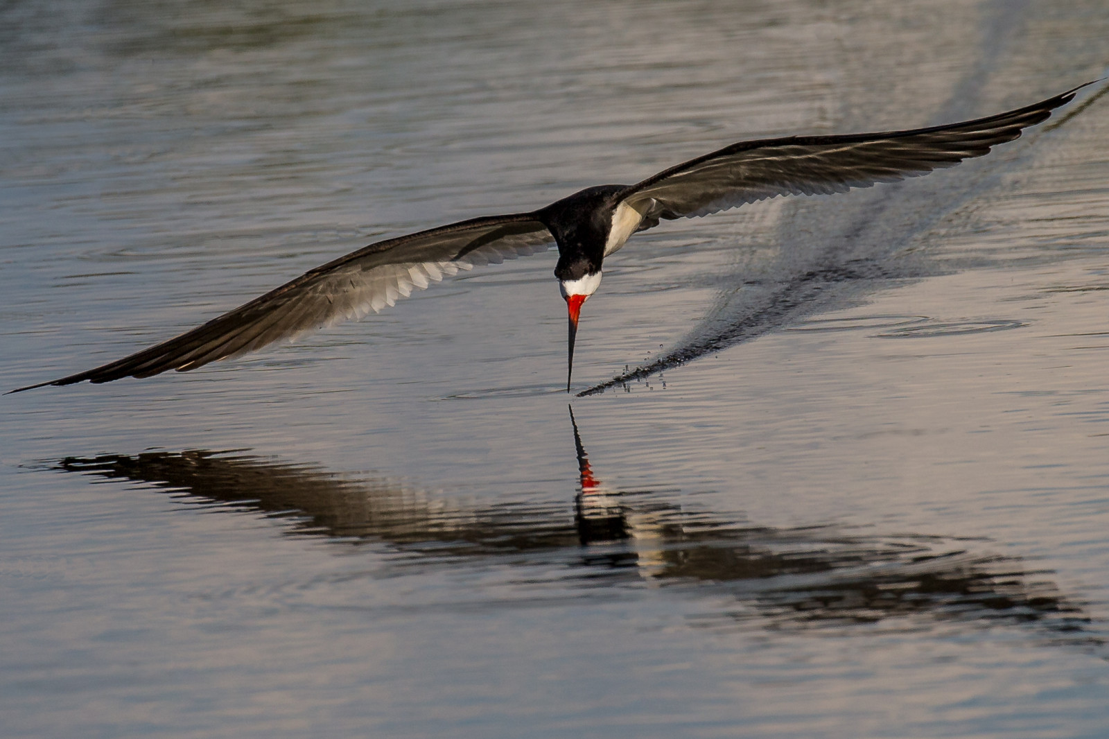 pták, voda, mořský pták, shorebird, zobák, Charadriiformes, seaduck, Volně žijících živočichů, křídlo, vodní pták, vlna