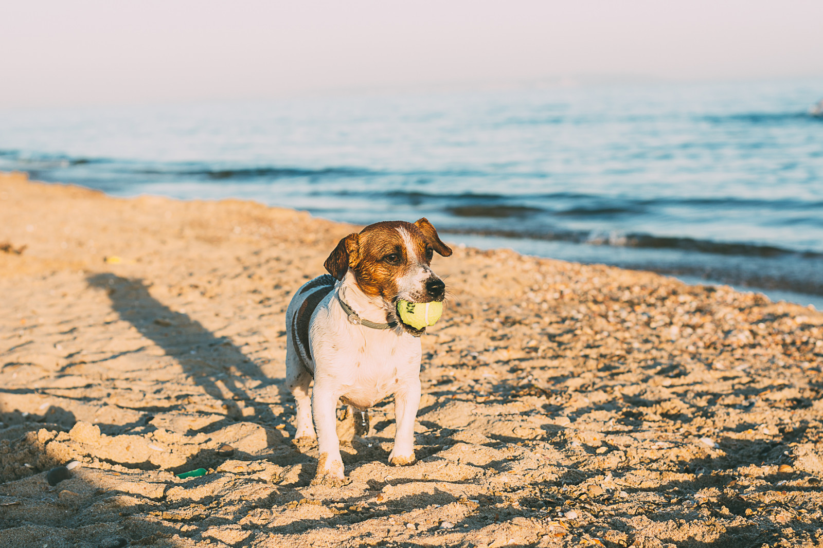 světla, moře, Příroda, pobřeží, písek, milovat, Červené, nebe, fotografování, pláž, večer, pobřeží, Pes, svět, letní, Nikon, Rusko, život, Domácí mazlíčci, domácí zvíře, romantický, horní, dovolená, světlo, národní, cestovat, den, Nový, Pohled, roztomilý, prozkoumat, fotografie, oceán, pěkný, psi, výlet, dobrodružství, žít, národní geografie, nikond7100, moje láska, nikond5100, pes jako savec, psí plemeno