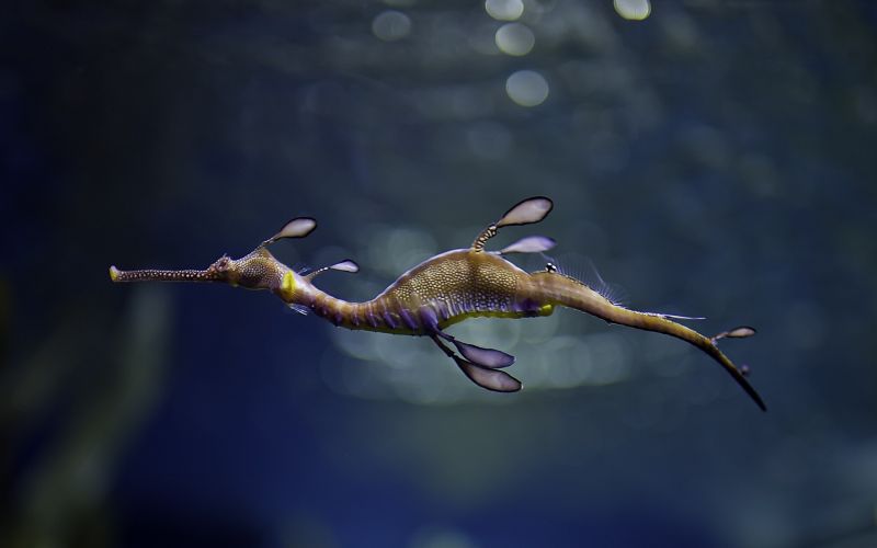 nature, macro, underwater, bokeh, seahorses, branch nature, macro, underwater, bokeh, seahorses, branch