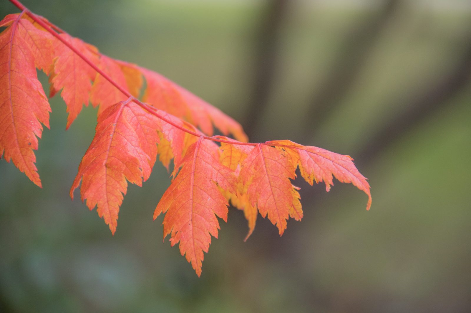 giardino, natura, rosso, parco, ramo, albero, autunno, foglia, fiore, pianta, stagione, flora, h st, l v, modello canoneos760d exif, geocountry, Marca fotocamera Canon, Geocity, modello di fotocamera canoneos760d, geostate, geolocalizzazione, Lente exif efs18200mmf3556is, apertura exif 56, exif focalLength 200 millimetri, exif fare canon, Alnarp, exif ISOSPEED 400, petalo, impianto di terra, pianta fiorita, pianta legnosa, avvicinamento, fotografia macro, staminali vegetali, acero, foglia di acero