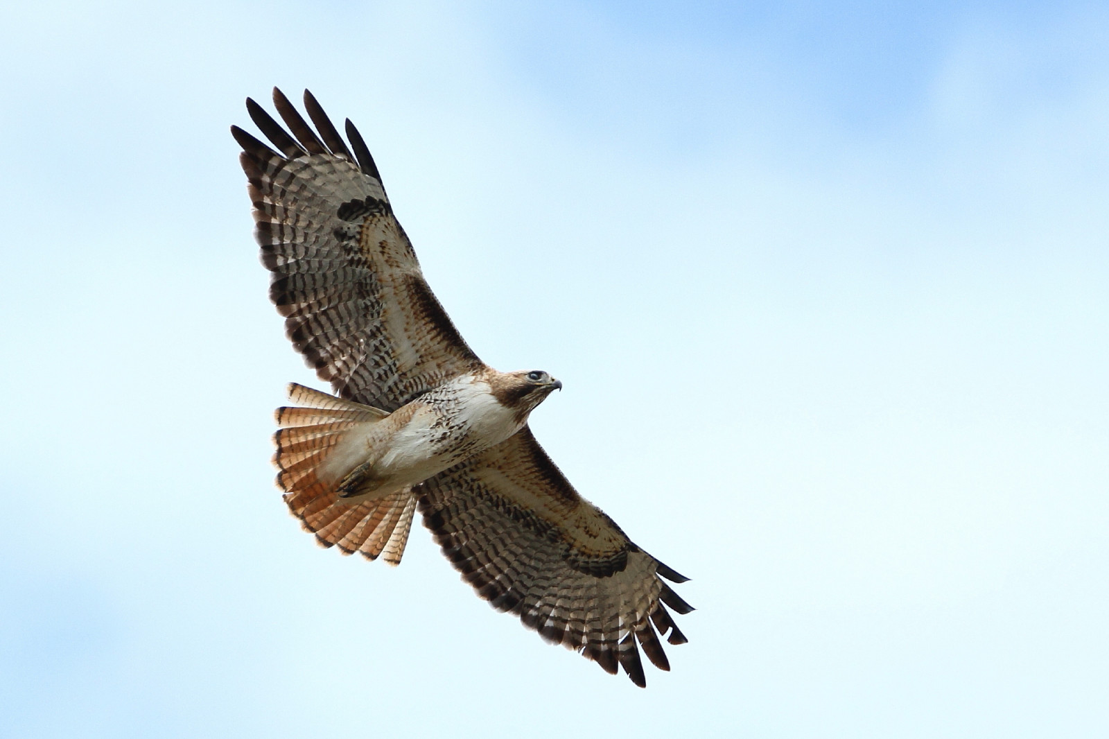 Wallpaper bird, yakimacounty, washingtonstate, redtailedhawk, eiap