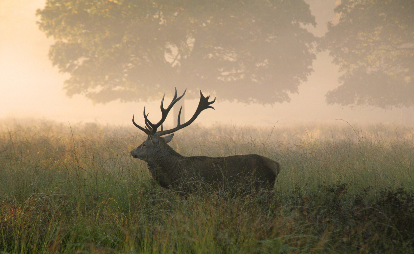 træer, hjort, dyr, græs, England, morgen, tåge, dyreliv, Canon, elg, UK, tundra, 2014, græsarealer, flora, almindeligt, fauna, engelsk, storbritannien, prærie, savanne, hvide tailed hjorte, Swaine, hjort, Richmond Park