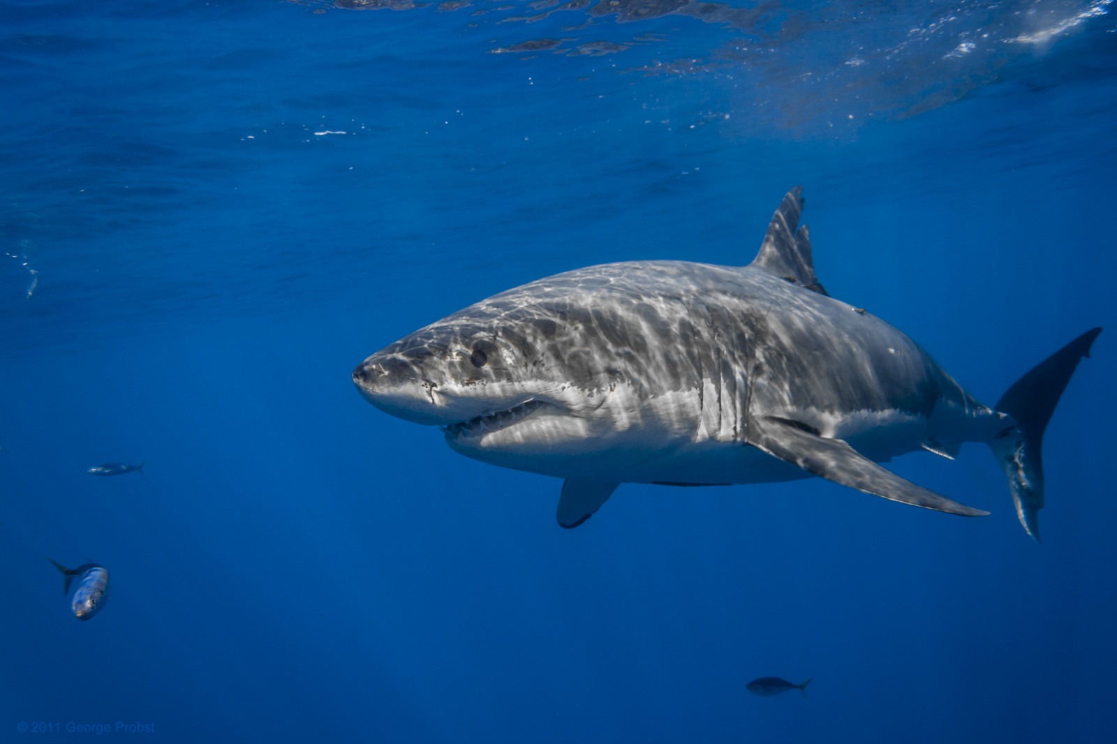 cestovat, Mexiko, žralok, potápění, dobrodružství, Čelisti, velký bílý žralok, isladeguadalupe