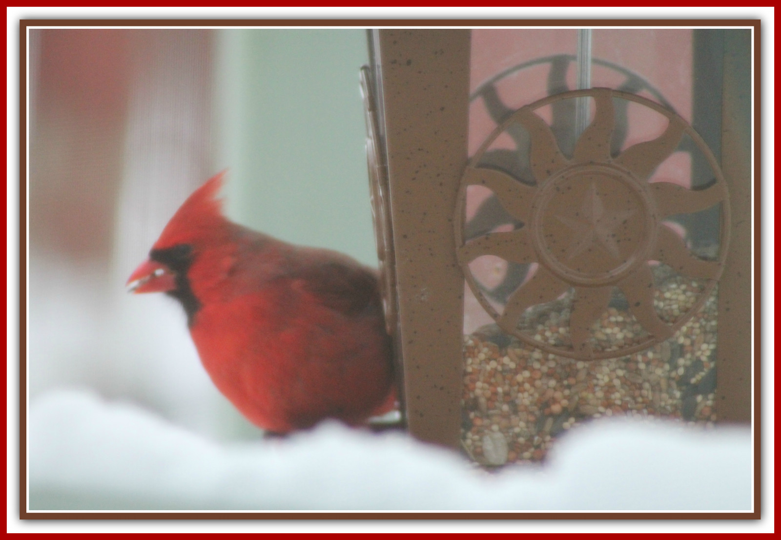 natur, rød, vinger, fjer, ramme, lyse, frø, smuk, blød, slående, kostbar, fugl, finke, fabelagtig, kardinal, feeder, sød, fodring, rosso, dejlig, venlige, betagende, bello, natura, Uccello, fauna, dolce, mygarden, siddepinde fugl, besøgende, gesims, miogiardino, dejlig, blød berøring, cardinaleatingseeds