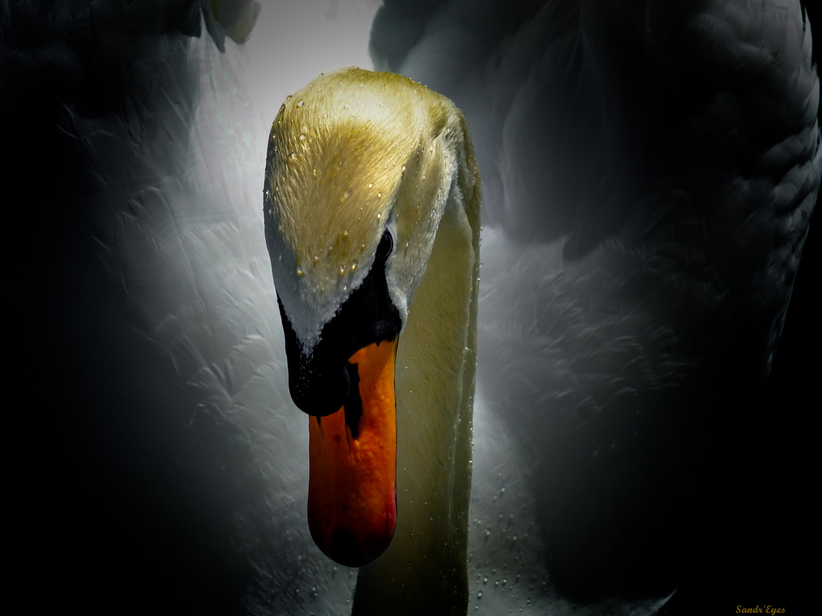 vild, sø, natur, se, dyr, dyr, Schweiz, svane, Geneve, natur, søer, lac, natura, Svaner, udseende, lacs, animaux, leman, cygne, cygnes