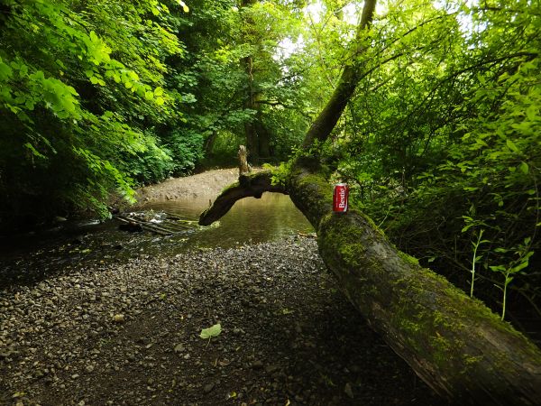 sunlight, trees, landscape, forest, leaves, water