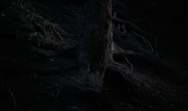 twig,wood,plant,landscape,trunk,Tints and shades