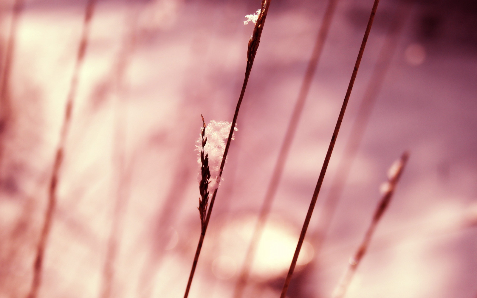 luce del sole, natura, rosso, riflessione, piante, fotografia, macro, ramo, rosa, primavera, leggero, colore, foglia, fiore, pianta, forma, linea, petalo, avvicinamento, fotografia macro, umidità