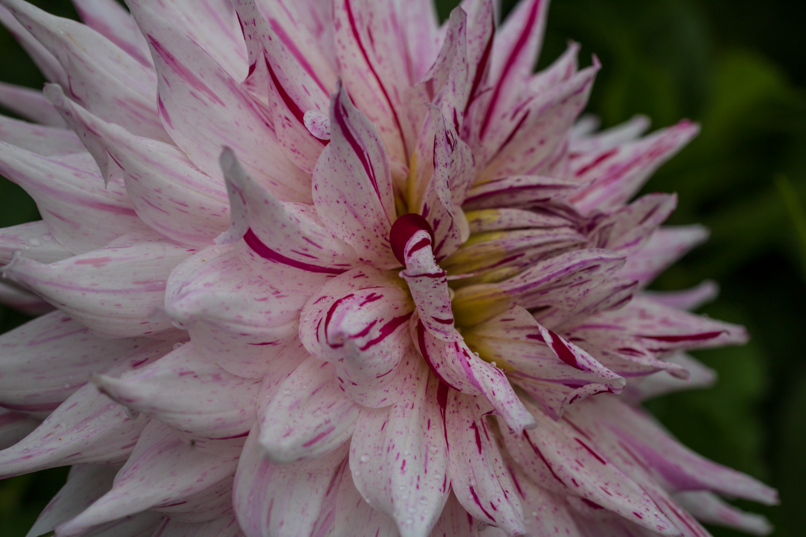 makro, růžový, květ, rostlina, jiřina, flóra, Blomma, makro, katrinetorp, katrinetorpslanderi, okvětní lístek, botanika, suchozemská rostlina, kvetoucí rostlina, zblízka, makro fotografie, závod stonek, daisy rodina