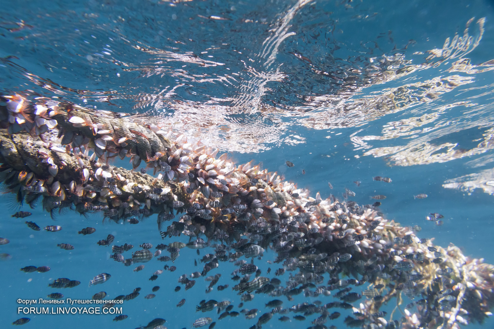 moře, voda, Ryba, zelená, modrý, Pod vodou, korál, ostrov, Malajsie, korálový útes, šnorchlování, plavání, Thajsko, potápění, biologie, oceán, vlna, skořápka, Pattaya, Samui, phuket, Lanta, korály, Lipe, útes, mořská biologie, vodní sport, korálový útes fish