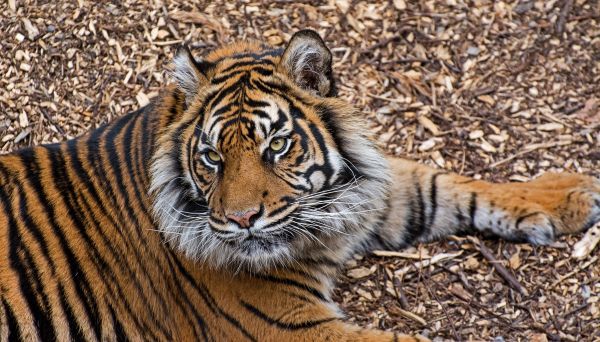 tiger,predator,lying,branches,big cat