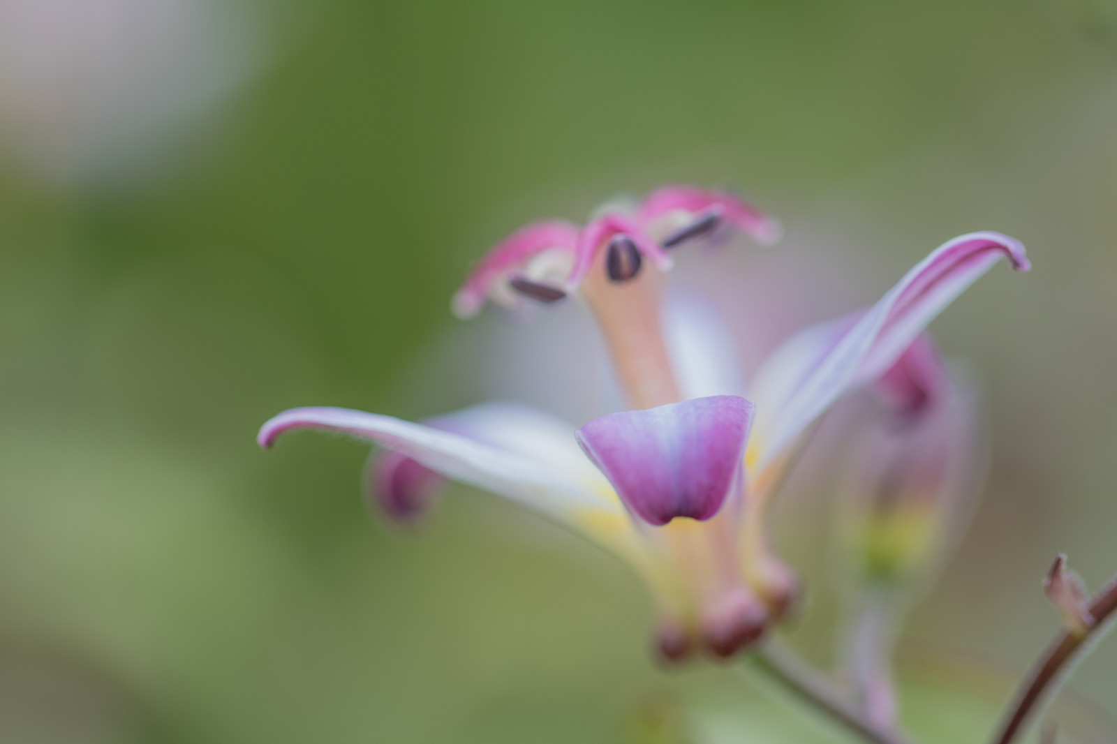 zahrada, park, fotografování, květ, růžový, podzim, květ, rostlina, flóra, pupen, Blomma, h st, exif modelu canoneos760d, geocountry, Kamera aby kánon, geocity, Model fotoaparátu canoneos760d, geostate, geolocation, exif aby kánon, EXIF isospeed 100, exif focallength 100mm, EXIF ef100mmf28lmacroisusm čočka, Alnarp, EXIF otvor 28, okvětní lístek, divoká rostlina, botanika, suchozemská rostlina, kvetoucí rostlina, zblízka, makro fotografie, závod stonek