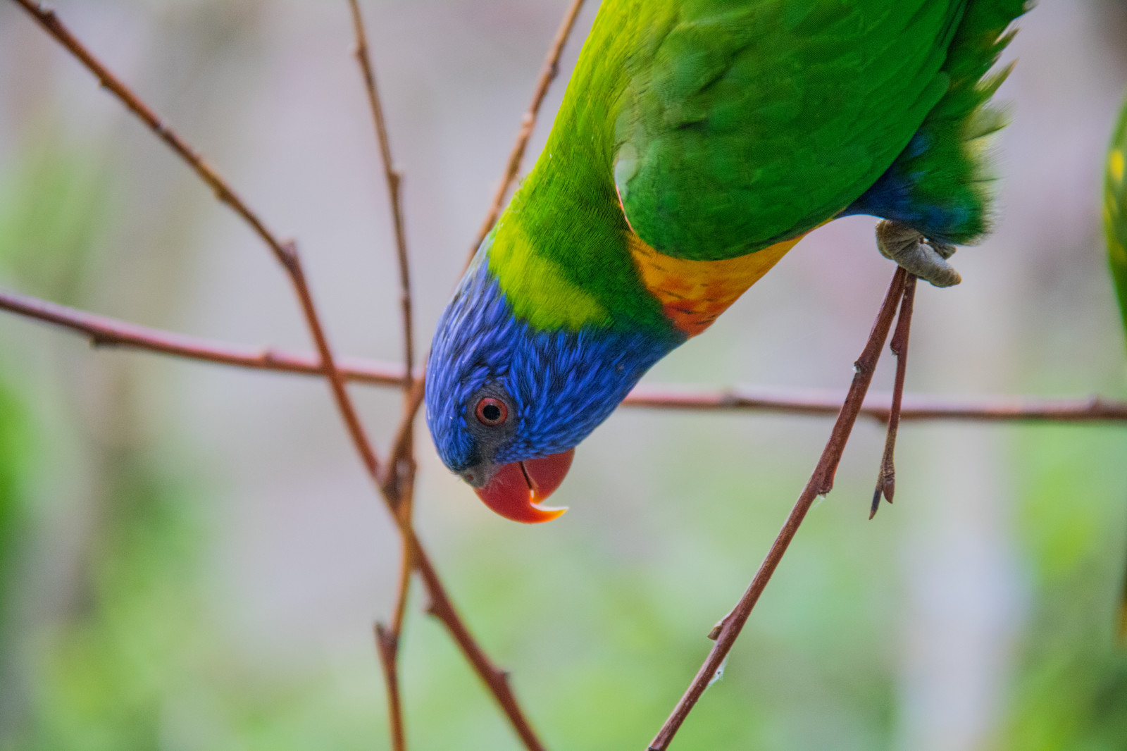 Parrots Denmark Wallpaper : nature, parrot, branch, green, wildlife, Denmark, beak ...