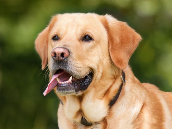 dog, Labrador Retriever, puppy, nose, Labrador, Nova Scotia Duck Tolling Retriever