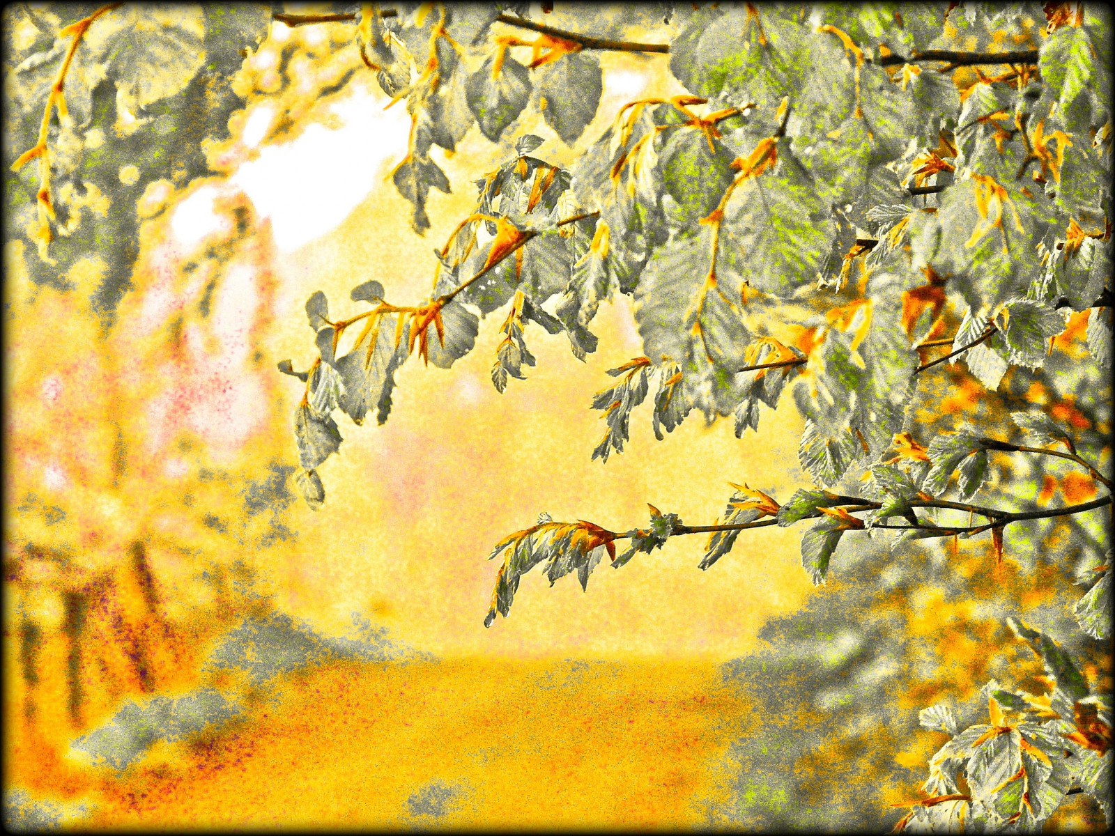 Wallpaper wood, tree, ART, forest, way, branch, path, creative